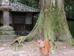 しつこく気になる鹿さん(^^ゞ

後ろの木も相当大きいですね。

奈良の鹿に関しては、万葉集にも記述があったそうで、その当時から春日野周辺に野生のニホンジカが生息していたと思われます。
↑
鹿苑（ろくえん）内の展示コーナーで仕入れた知識(笑)