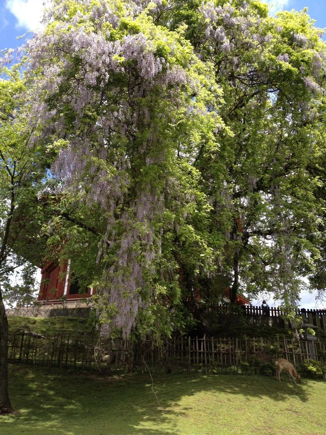 南円堂裏の大きな藤が花盛り。