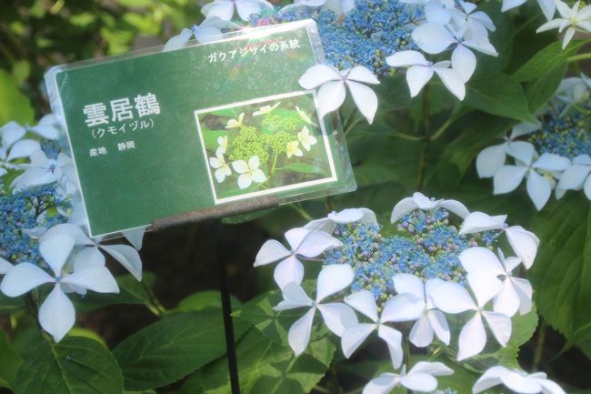 キュートなあじさいにハイテンション 今年13年もとしまえんのあじさい祭りへ 1 特別展示 日本あじさい名花100選 に大興奮 練馬 東京 の旅行記 ブログ By まみさん フォートラベル キュートなあじさいにハイテンション 今年13年もとしまえんのあじさい祭りへ 1 特別展示 日本あじさい名花100選 に大興奮 練馬 東京 の旅行記 ブログ By まみさん フォートラベル