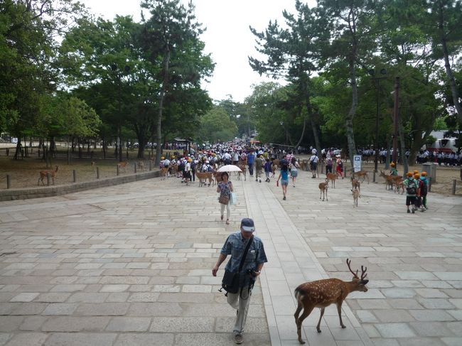 さて、お腹も一杯になったところで、法華堂に向かいます。<br />とにかく、修学旅行生ですごい人混み…。<br /><br />南大門の上から見下ろしたところ。ちょうど人の列が途切れたところをパチリ！<br /><br />JOECOOLさんとkuritchiさんは見つかるでしょうか？