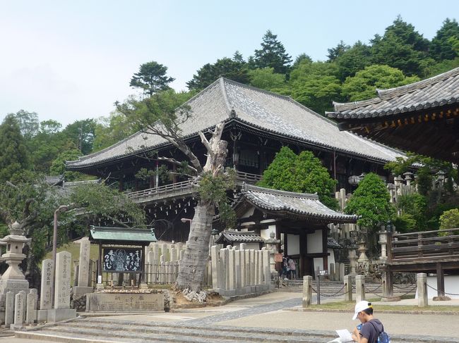 あ〜、懐かしい。<br />この景色は、それこそ何度見ても見飽きるということがありません。<br />でも、今日のメインはお隣の「法華堂（三月堂）」。<br /><br />ちょうど娘が関西に来た３年前からこちらに来るといつも「修理中」でした。３年越しの恋がかなったみたいにドキドキします。<br /><br />