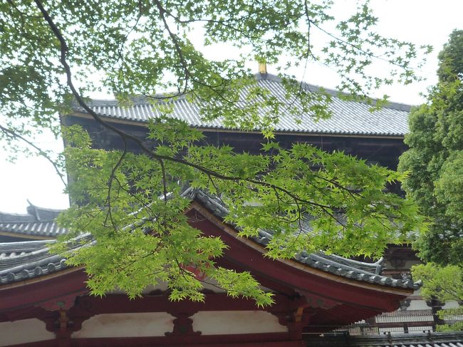 美しいもみじの向こうに東大寺大仏殿が見えます。<br /><br />それにしても美しい緑ですね。