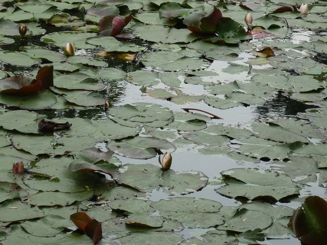 ここはどこだったでしょうか？<br />氷室神社？？？<br /><br />JOECOOLさんの旅行記では、見事にズームされた睡蓮の花がアップされています。同じ場所から写したのですが…。