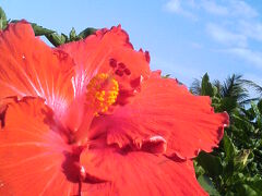 ハイビスカスと空。
赤と緑と水色がきれい。

このあと、ひめゆりの塔に行きました。
写真はないです。
何と言っていいかわからないわたしは、まだまだ気持ちが子供なのか。

今の青々澄んで綺麗な沖縄の空を見て、それに戦争というものを思えと言われたら、思い出すのは美輪明宏さんの「もし私が沖縄に行ったら」っていう詩。
昔々、詩を扱う深夜のテレビ番組で美輪さんが朗読してて、すごく印象に残ってる。