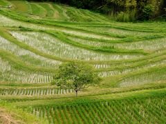 大山千枚田