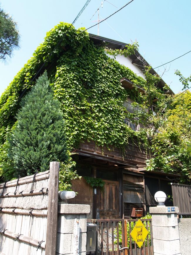 鎌倉の蔦の絡まる風景