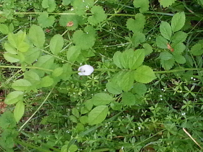 蛍の巣　だそうです。