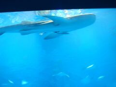 ■美ら海水族館

水槽の大きさ、ジンベイザメの大きさに感動。
なによりキレイで癒された。