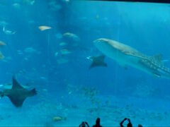 マンタも大きい！