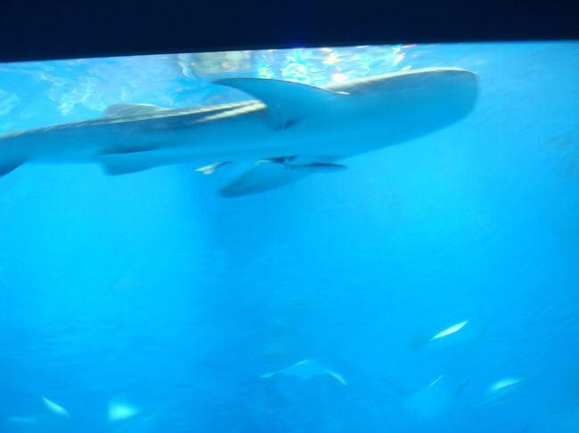 ■美ら海水族館<br /><br />水槽の大きさ、ジンベイザメの大きさに感動。<br />なによりキレイで癒された。