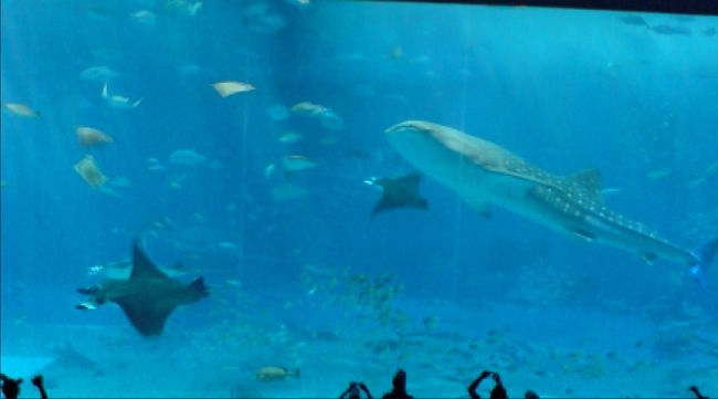 マンタも大きい！