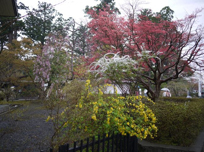 キレイなお花も咲いてました。