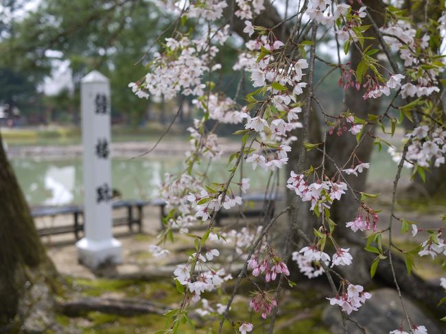 庭園をぐるっと一周します。<br />鐘楼跡。