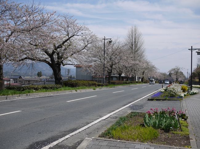 毛越寺から歩いて中尊寺に向かいます。<br />桜並木の道もありました。