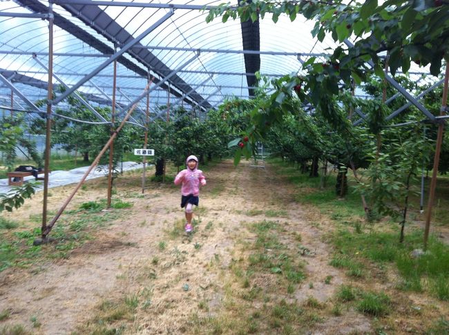 まずは、三原市「果実の森」を訪れます。<br />この時期限定 さくらんぼ狩りがあるので、、、。中は結構広いです。<br /><br />電話番号でカーナビ検索すると、違うところに連れて行かれるので注意です。<br />広島の人たちは、えらい親切で、みなさん総出で道案内してくださいましたが・・・。