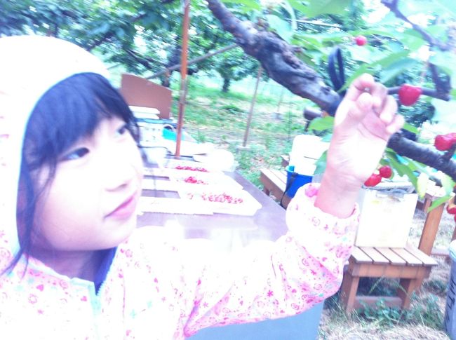 これは佐藤錦ですね。<br />後ろの台に三種類試食用のさくらんぼが置いてあります。<br />佐藤錦、高砂、山形美人。