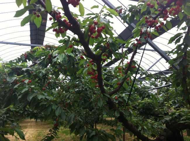 100グラム  500円。<br />好きなだけ収穫したら、財布がえらいことに・・・。