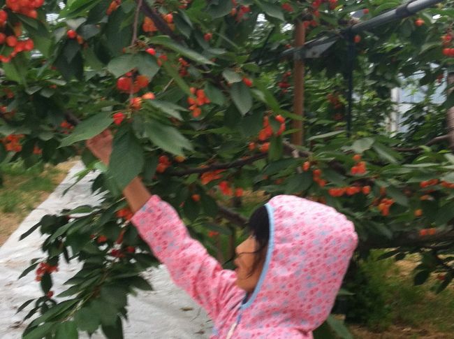 たわわに実った  さくらんぼ。