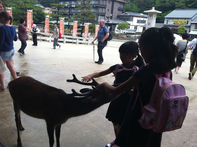 今回の広島旅行のめあては、<br />長女は世界遺産  厳島神社に参拝すること。<br />次女は、鹿と触れ合うこと。<br /><br /><br />で、早速。<br />