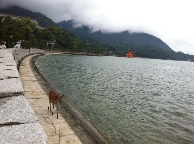 鹿が波打ち際をさんぽ。