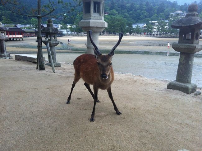 夕食までの間、すこし時間があるので、ぶらぶら。<br /><br />完全に足をふみしめている鹿くんを発見。