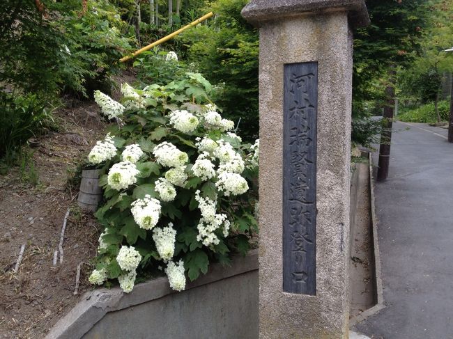 またまた紫陽花が綺麗