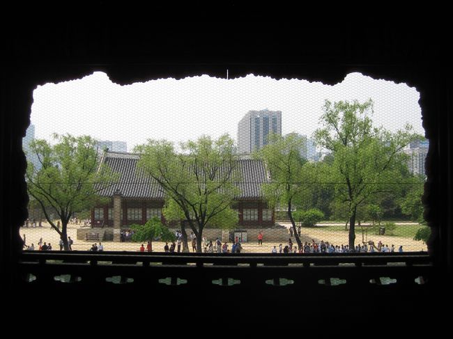 慶会桜の正面。人がいっぱい。ちょっと、優越感。