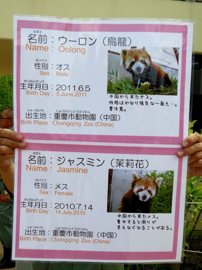 初夏のレッサーパンダ紀行 7 京都市動物園 welcome ようこそ日本へ 中国から京都へ 2匹のパンダが来園 名前はウーロン君とジャスミンちゃん 下鴨 宝ヶ池 平安神宮 京都 の旅行記 ブログ By Jilllucaさん フォートラベル 初夏のレッサーパンダ紀行 7 京都市動物園 welcome ようこそ日本へ 中国から京都へ 2匹のパンダが来園 名前はウーロン君とジャスミンちゃん 下鴨 宝ヶ池 平安神宮 京都 の旅行記 ブログ By Jilllucaさん フォートラベル