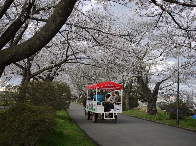 観光用で馬も歩いてます。