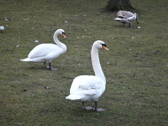 白鳥をズームして撮ってみました。