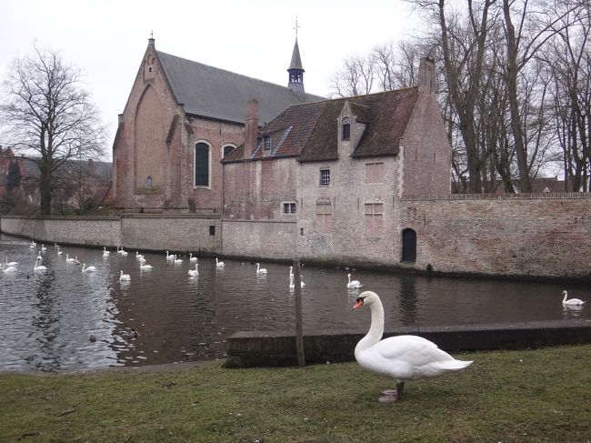 『ベギン会修道院』の裏の「愛の湖」の白鳥です。