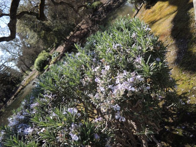 停めた車の近くに、もっさりとローズマリーが。ローズマリーってそこらじゅうにあるみたい。日本でいう紫蘇みたいなものなのかな。
