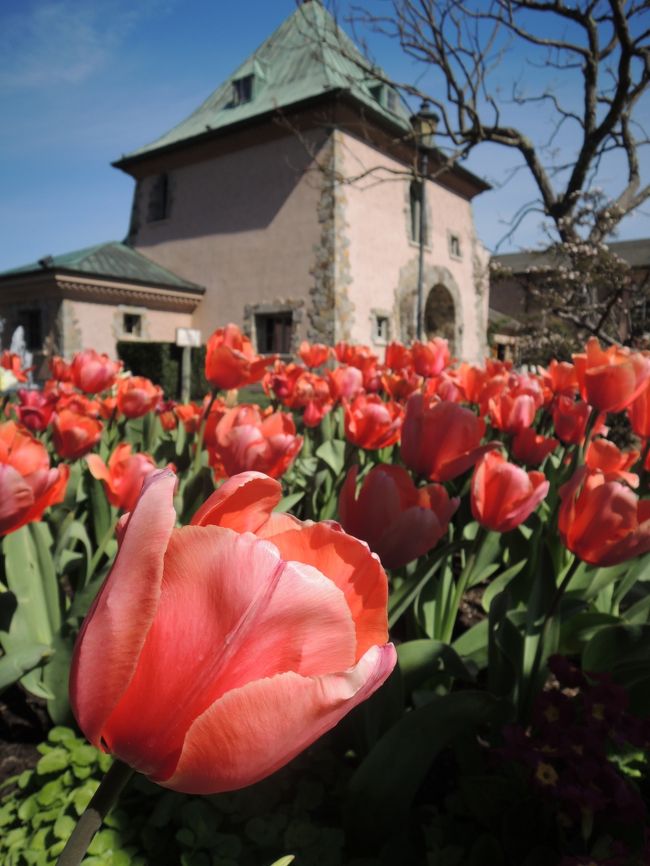 ここはちょこんとした建物。チューリップがとても似合ってます☆