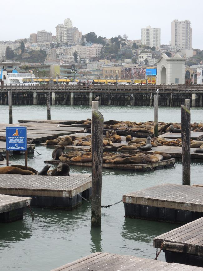 やーーん。アザラシがめちゃ寝てるー！<br />アザラシはサンフランシスコの象徴だと、ほんまかいなと突っ込みたくなるようなことを友達が言ってました。<br />いつだったか、突然いなくなった時があって、その時は市民がみんなそわそわしてたって。なんでかねーって言ってたら、いつの間にか戻ってきたって。
