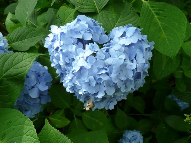 紫陽花を見に奈良に 斑鳩 法隆寺周辺 奈良県 の旅行記 ブログ By Hiro3さん フォートラベル
