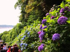 成就院は極楽寺坂の切り通しにあるお寺。

切り通しから見る紫陽花と由比ヶ浜の景色が美しいと聞いて、成就院を梅雨の花・紫陽花散歩のスタート地点と決めた。

坂の上にある寺門の前に着いたのは7:40頃。
その時点で、門の前には10人以上の人が並んでいた。

8時開門。

大きな本格的なカメラを持った人達が、撮影ポイントに向かい走る。

娘と私は、眼下に広がる山肌の緑を彩る紫陽花と由比ヶ浜の景色に目を奪われ、写真どころではない。
