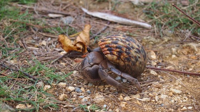 ヤドカリがいました！