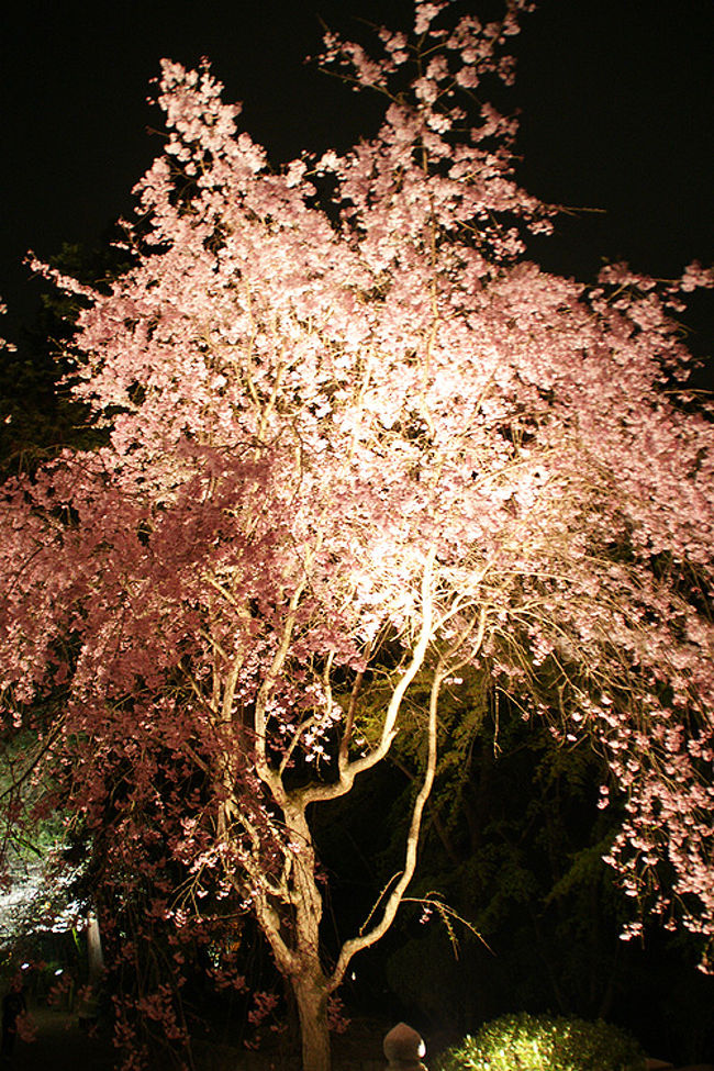 ●枝垂れ桜＠三井寺<br /><br />三井寺での桜の最初の印象は、もう、見頃は完全に過ぎている…と思ったのですが、広い境内散策してみると、まだまだ満開な桜が沢山ありました。