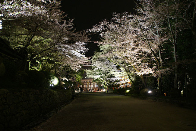 ●夜桜＠三井寺<br /><br />夜桜も非常に趣があります。<br />昼間とはまた違います。<br />奥は金堂です。