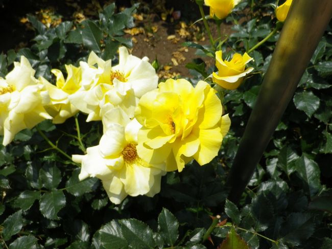 神代植物公園バラ園