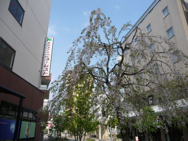 弘前駅前のホテル。<br />まず1本目に見つけた桜は散っていました……
