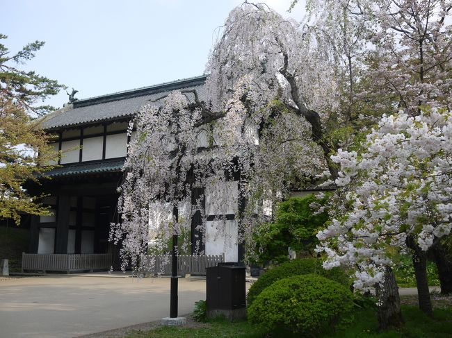 いよいよ弘前城へ入城<br />桜ありそう！！