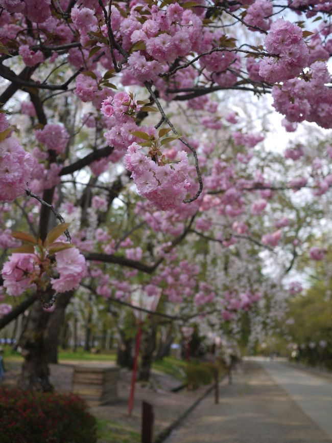 なかなか桜残ってる☆