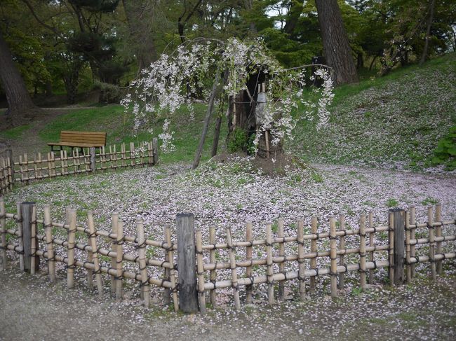大きな枝垂れ桜。<br />少し散り気味ですね