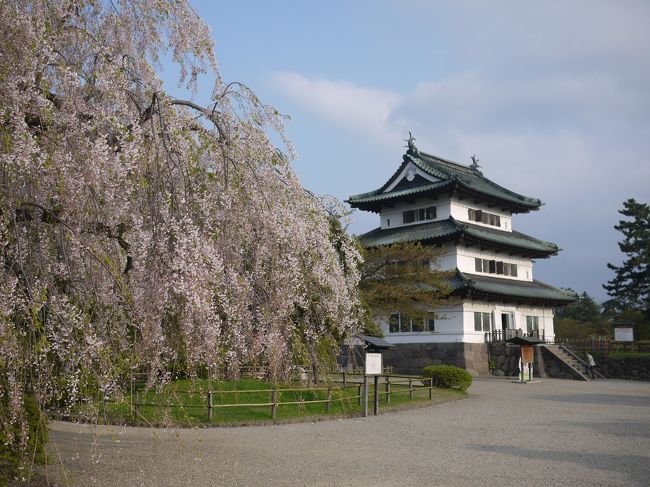 ソメイヨシノはもう散っていたので、遠くにあったしだれ桜と無理やり写真！