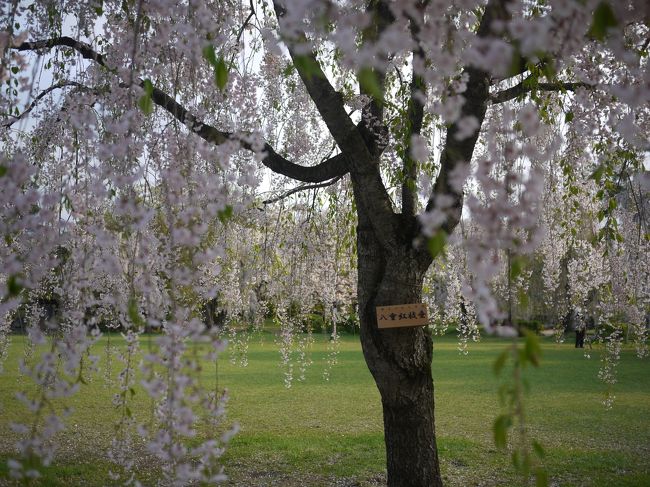 こっちは見ごろです♪