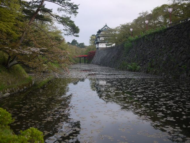 お堀にも哀しくも散った花びらが・・・