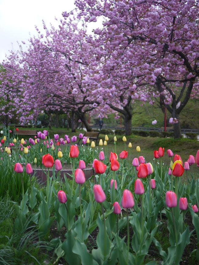 チューリップもきれいです。