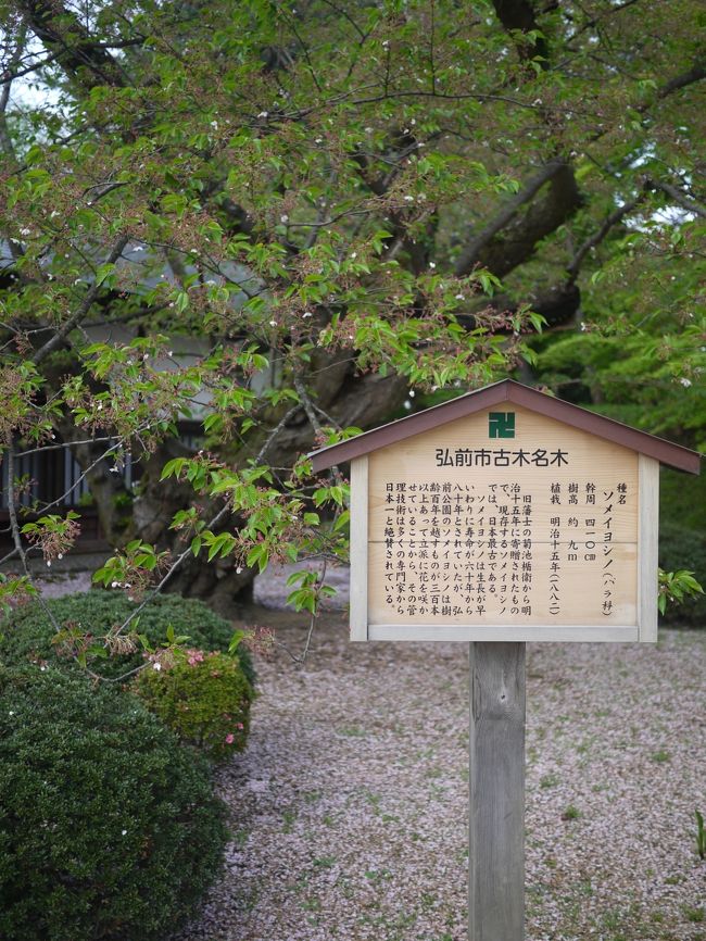 日本最古のソメイヨシノ。<br />残念ながらすっかり散ってます。