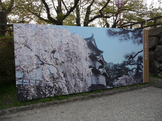 満開の時はこんな感じです！